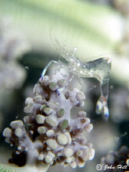 Shrimp on a 'flower' by John Hill 